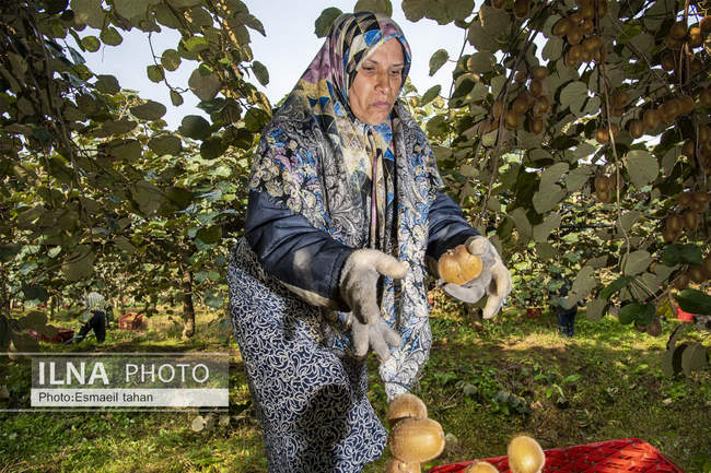 کار و امید، قصه زنان باغ کیوی