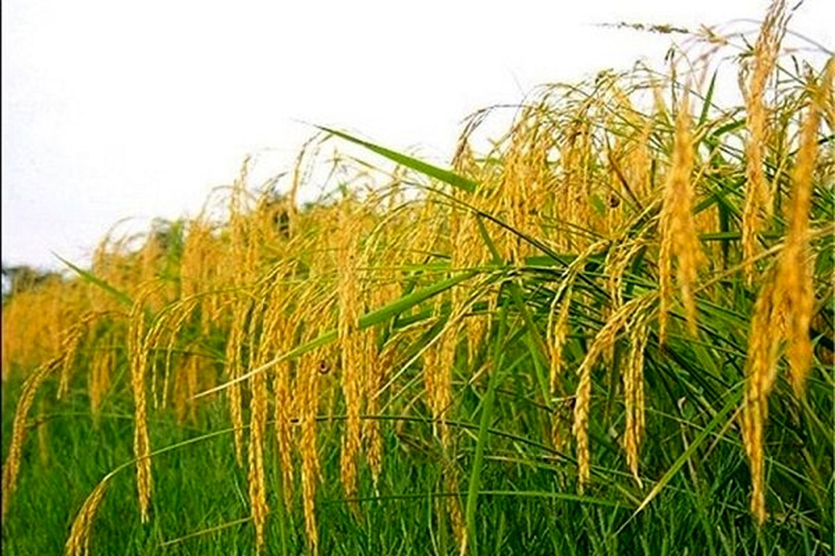پیش بینی برداشت بیش از ۴۹ هزار تُن راتون از شالیزارهای گیلان