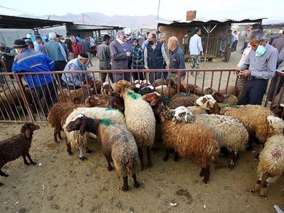 قیمت دام زنده امروز ۲۵ خرداد ۱۴۰۳ چند؟ 