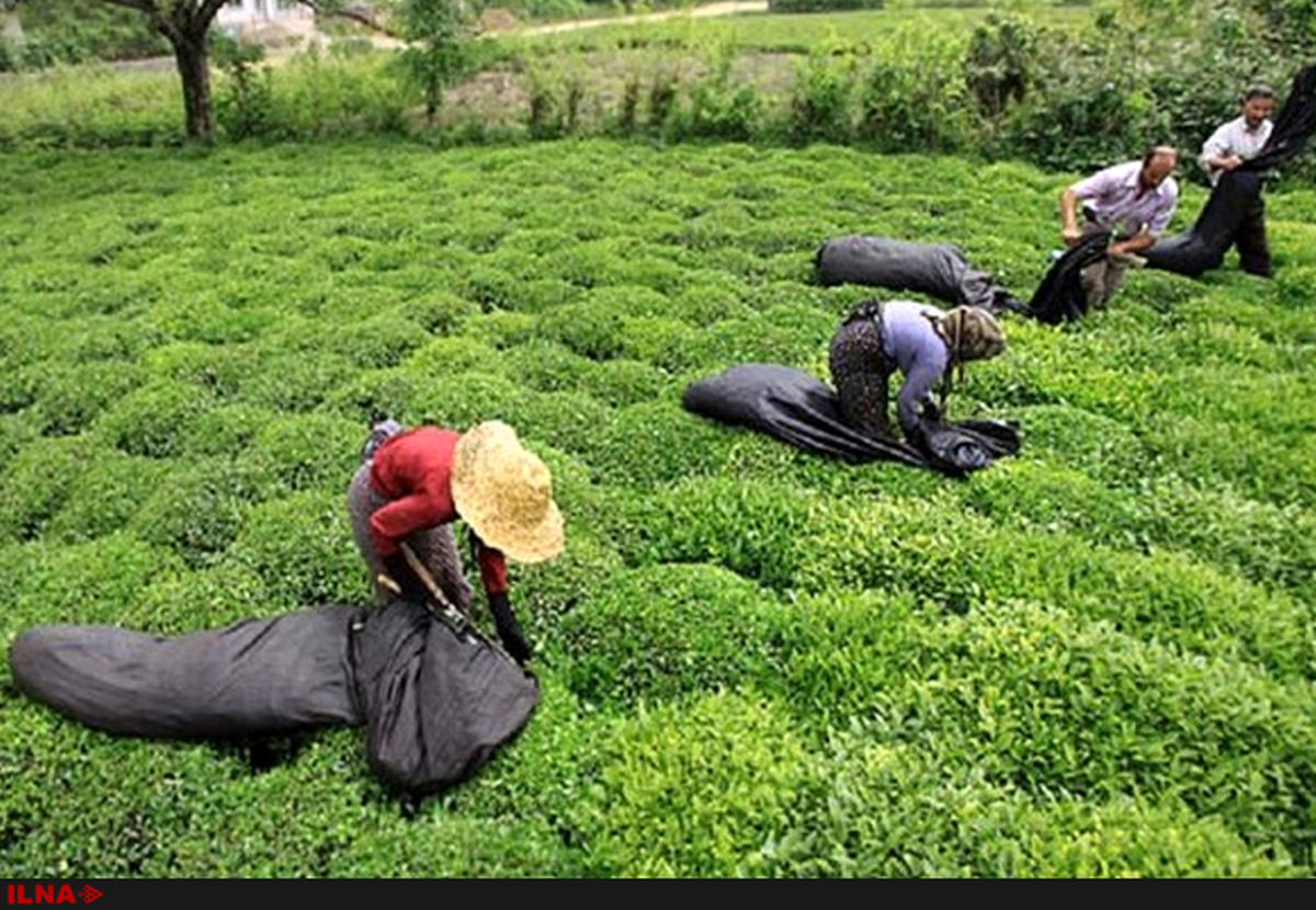 رکورد تولید چای را به یادگار گذاشتیم/ جمع آوری چای تاریخ مصرف گذشته مشکل اصلی در ابتدای دولت یازدهم  بود