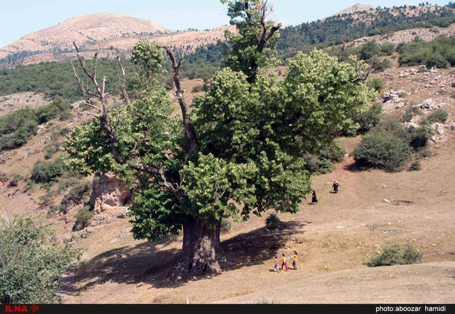 گذری بر بلندای بام گیلان (درفک) 