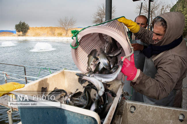 برداشت شب یلدایی‌ ماهی قزل آلا در تلیسه‌ نمونه