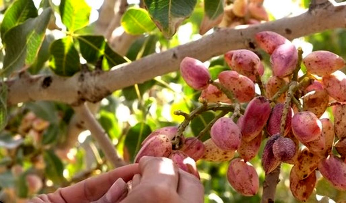 بهترین روش خشک کردن پسته تازه
