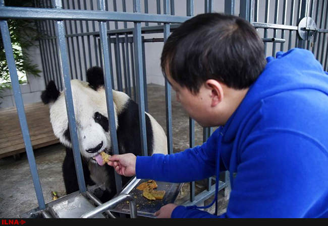 خانه سالمندان برای پانداهای پیر در استان سیچوآن کشور چین