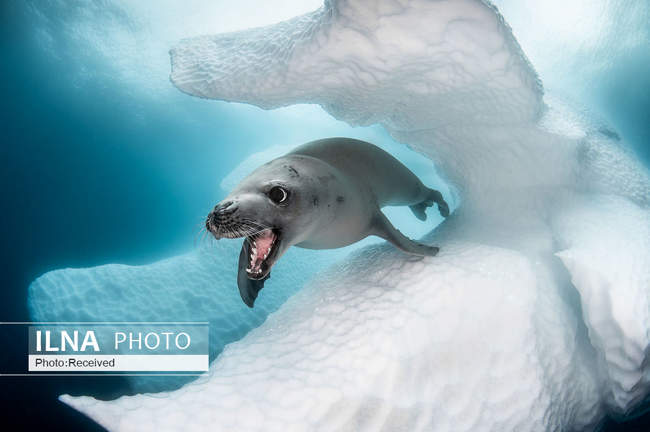 عجایب دنیای زیر آب