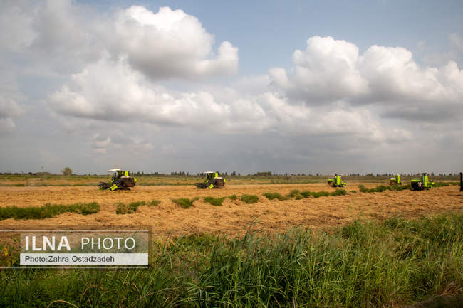 دشت ناز بزرگترین واحد کشت و صنعت مدرن در شمال کشور 