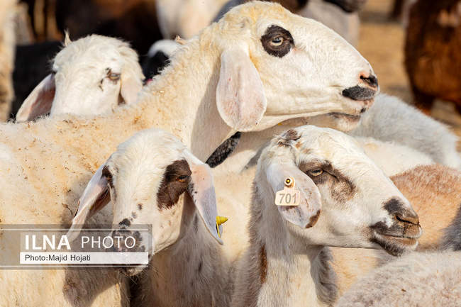 مزرعه دامپروری چپرقویمه، در مسیر محرومیت زدایی