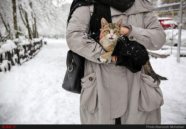 صبح برفی تهران