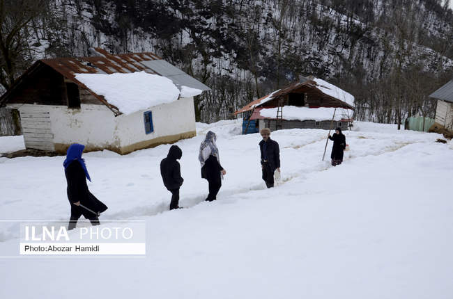 خسارات ناشی از بارش برف در گیلان