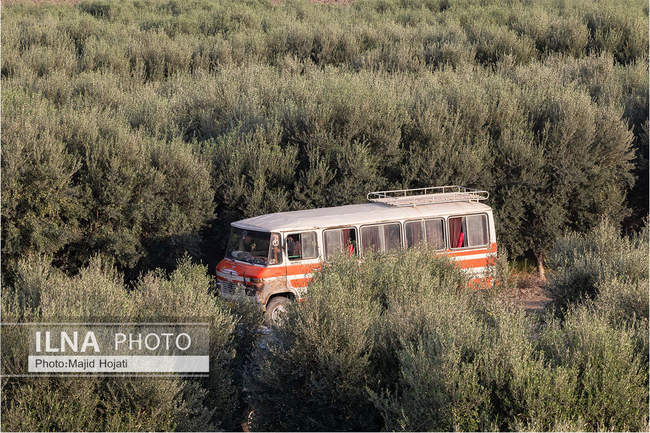 اشتغال زنان سرپرست خانواردر باغ زیتون حاجیکلاته