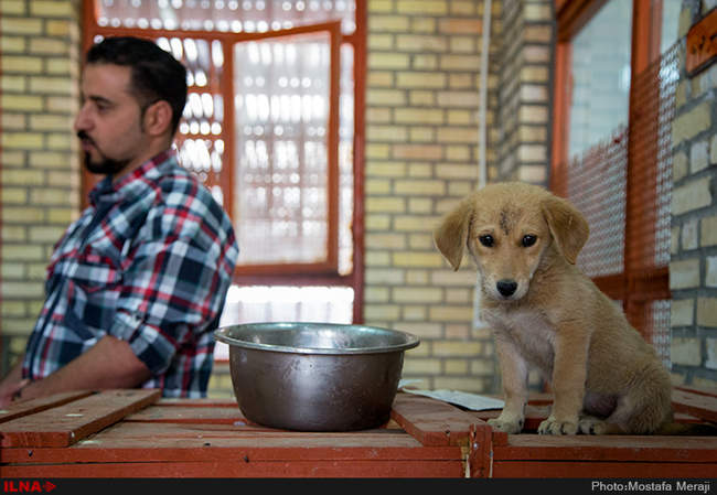 پناهگاه حامی حیوانات وفا/ قزوین