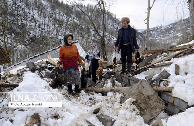خسارات ناشی از بارش برف در گیلان