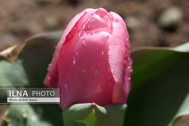 شکوفه‌های بهاری