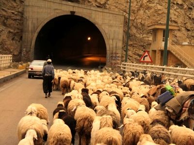 افزایش سرقت احشام در برخی مناطق روستایی خوزستان/ دامداران: جلوی نقل و انتقالات جاده‌ای احشام را بگیرید