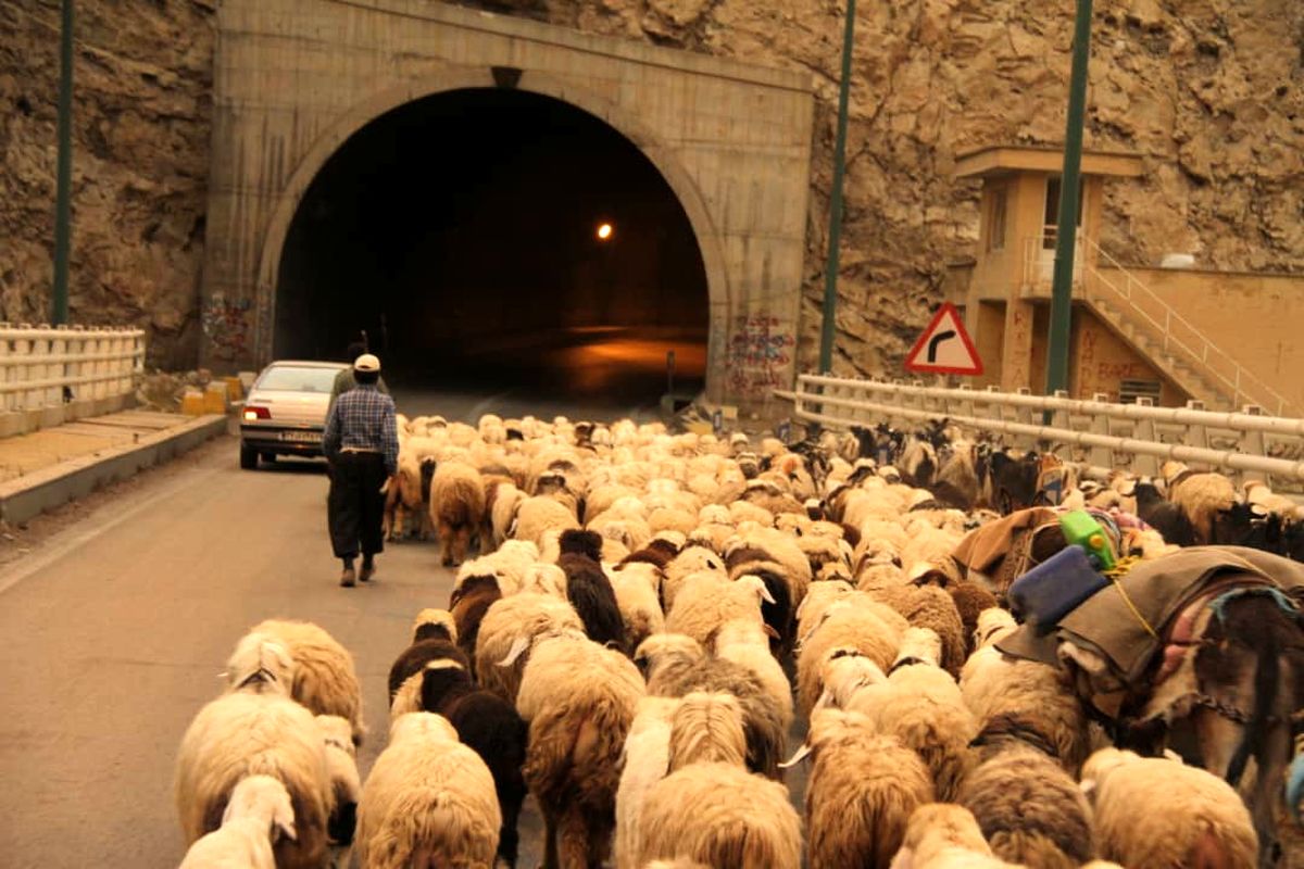 افزایش سرقت احشام در برخی مناطق روستایی خوزستان/ دامداران: جلوی نقل و انتقالات جاده‌ای احشام را بگیرید