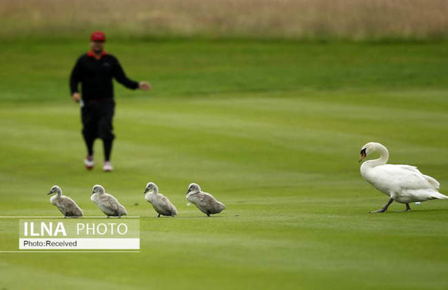 میهمان ناخوانده