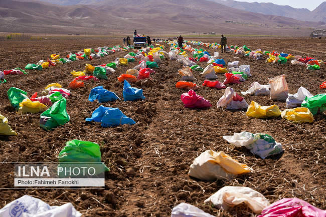 اشتغالزایی در مزارع کشاورزی سیب زمینی فیروزکوه