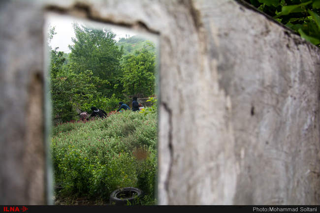 برداشت گل گاوزبان از مزارع مازندران‎