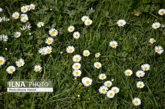 شکوفه های بهاری /  رودبار گیلان