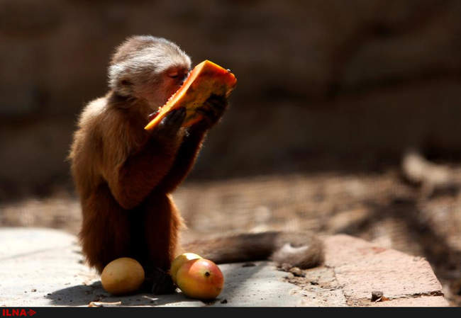 کمبود مواد غذایی در باغ وحش ونزوئلا