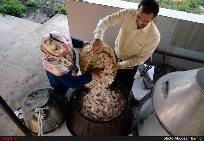 جشنواره گلابگیری در روستای گیلده شفت گیلان