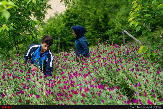 برداشت گل گاوزبان از مزارع مازندران‎