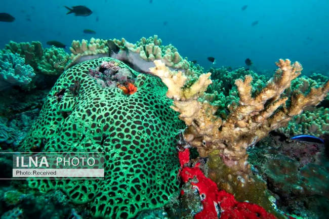 بهشت مرجانی در اعماق دریای عمان 