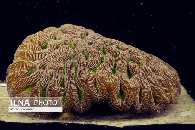 دریای کارائیب ، دریای عجایب