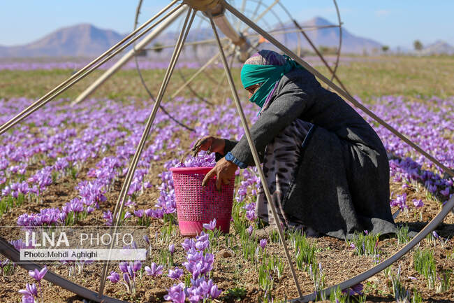  برداشت زعفران در تربت حیدریه