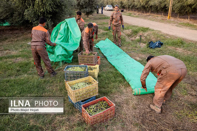 اشتغال زنان سرپرست خانواردر باغ زیتون حاجیکلاته