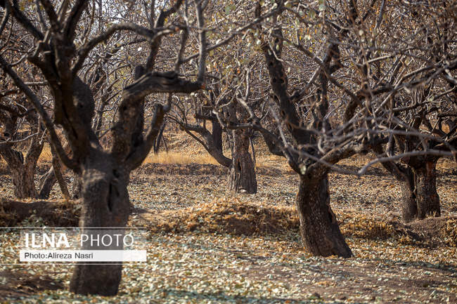باغستان سنتی؛ میراث کهن مردم قزوین 
