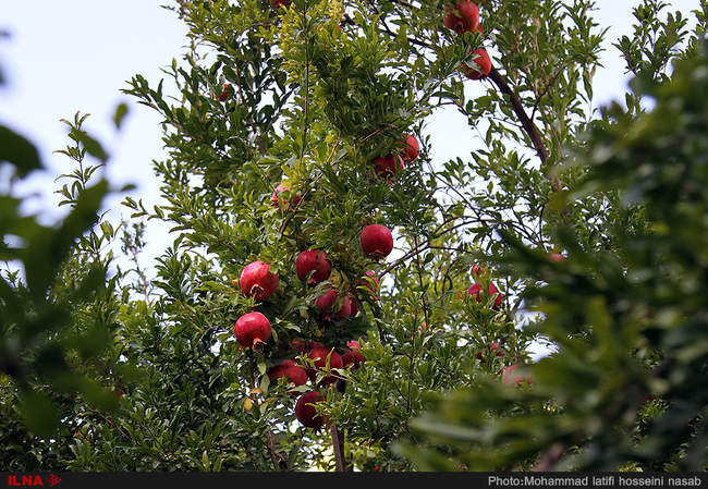 برداشت انار در هورامان استان کردستان