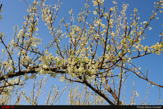 شکوفه های بهاری در همدان