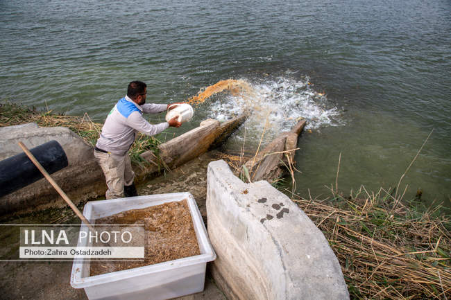 بزرگترین واحد پرورش گاو شیری شمال کشور