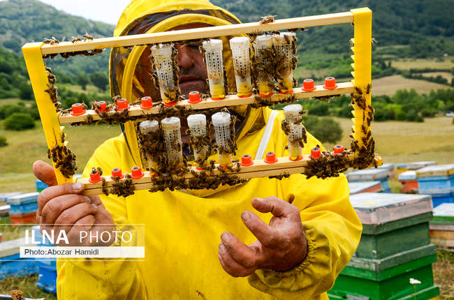 زنبورداری و تولید عسل در داماش گیلان