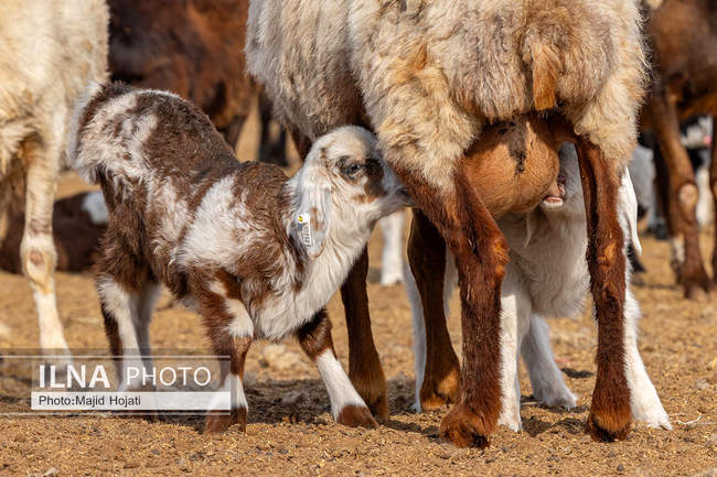 مزرعه دامپروری چپرقویمه، در مسیر محرومیت زدایی