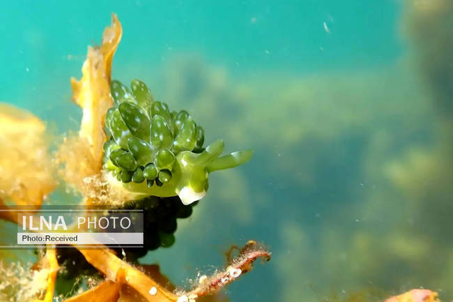 شگفتی‌های علم در قاب دوربین 