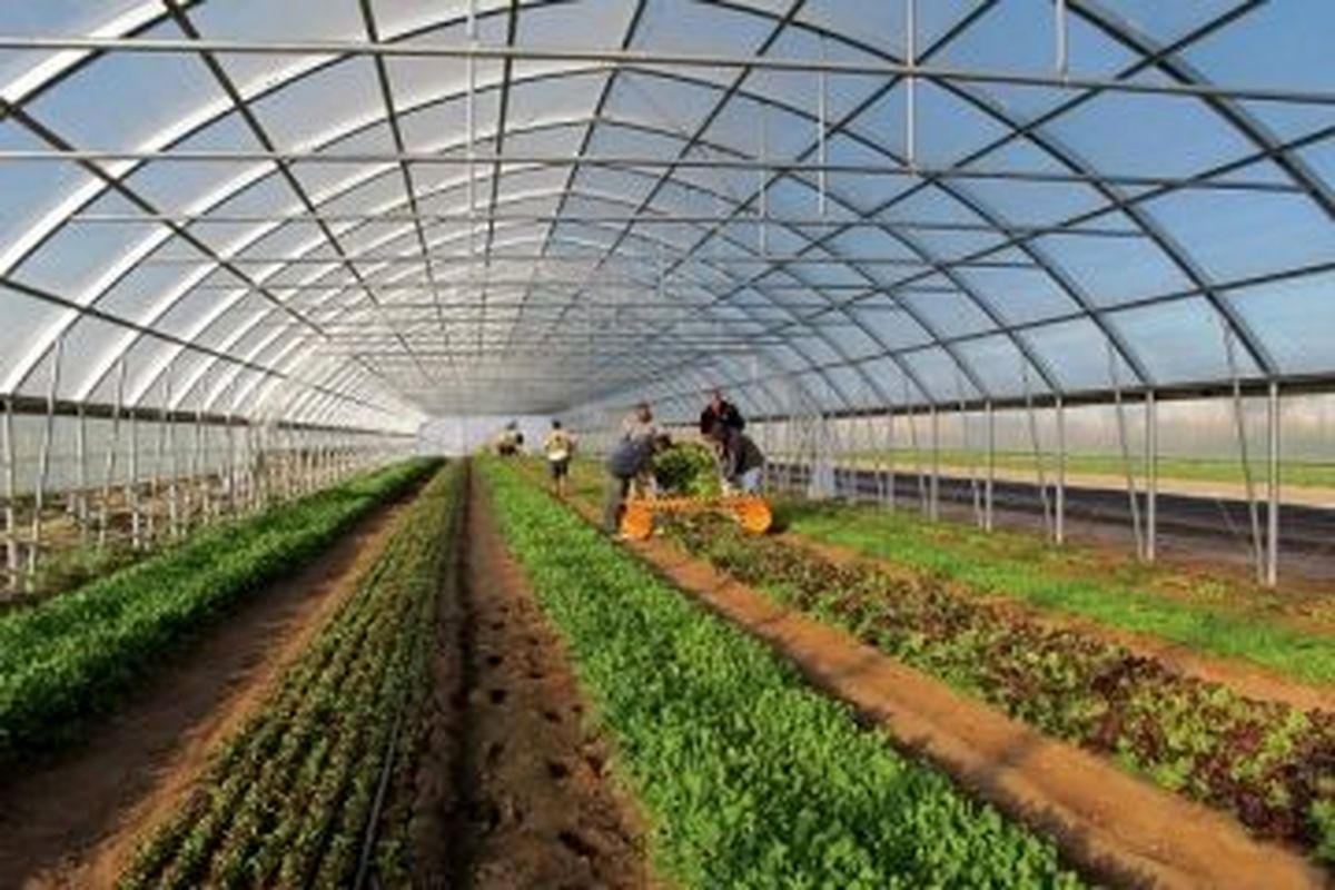 پرداخت 28 میلیارد ریال تسهیلات احداث گلخانه در قزوین