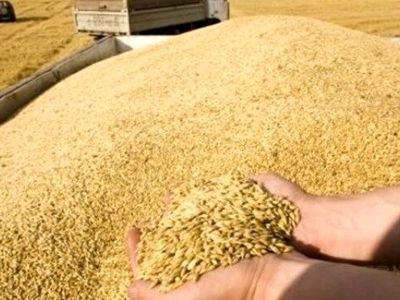جریمه ۱۱ میلیارد تومانی قاچاقچی گندم در لرستان 