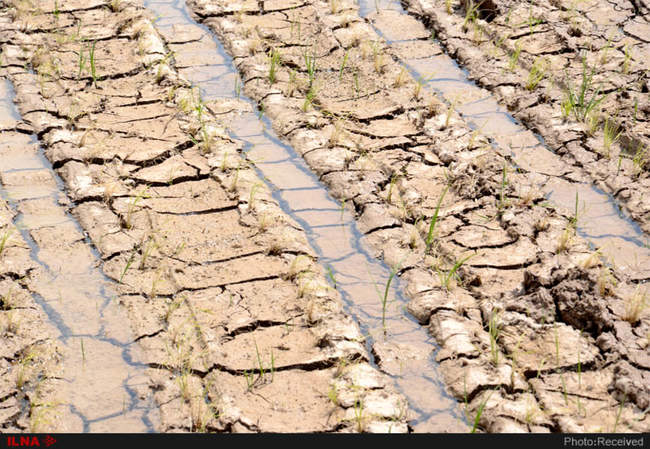 آتش بی‌آبی در شالیزاران رستم آباد -  گیلان