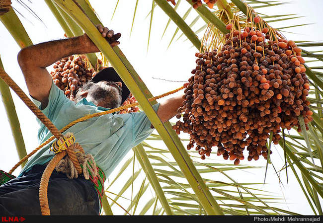 برداشت خرما از نخلستان های جم