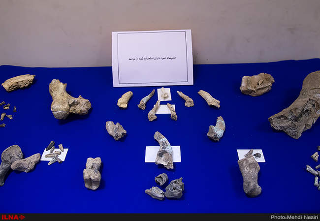 رونمایی از فسیل های هفت میلون ساله