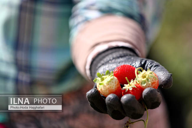 بزرگترین گلخانه توت فرنگی کشور