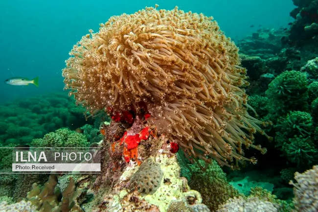 بهشت مرجانی در اعماق دریای عمان 