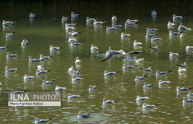 پرندگان مهاجرکاکایی در شیراز