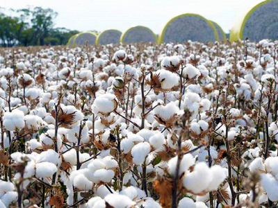 برداشت 200 تن وش پنبه از مزارع استان قزوین آغاز شد