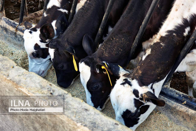 تولید در مسیر پیشرفت مناطق محروم
