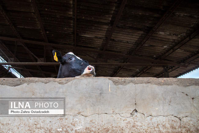بزرگترین واحد پرورش گاو شیری شمال کشور