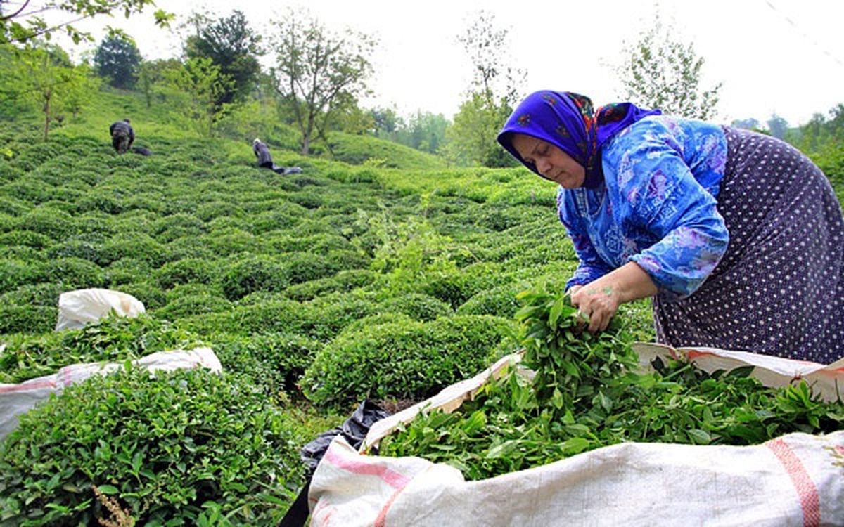 ۸۷درصد از بهای برگ سبز چای پرداخت شده است/ معافیت واردات چای خارجی به تولید داخلی ضربه می‌زند