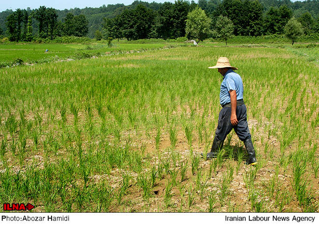 آغاز نشاء برنج در شالیزار های شهرستان رودبار